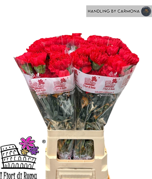 <h4>DI ST SPARTA+</h4>