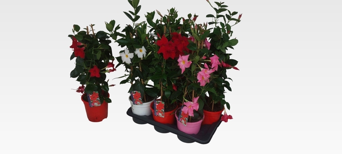 <h4>MANDE SUN MIXK</h4>