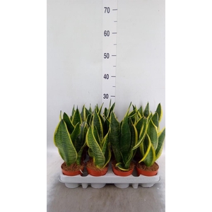Sansevieria trifa. 'Futura Superba'