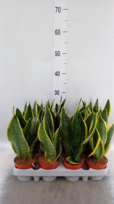 <h4>Sansevieria trifa. 'Futura Superba'</h4>