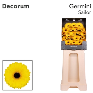 Germini Sailor Diamond