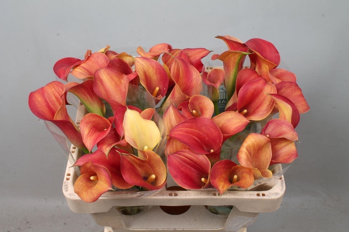 <h4>CALLA CAPTAIN TRINITY ZANT CAPT TRI</h4>