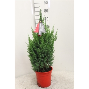 Juniperus chinensis 'Stricta' P21 potgekweekt