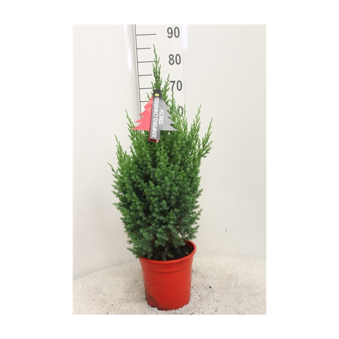 <h4>Juniperus chinensis 'Stricta' P21 potgekweekt</h4>