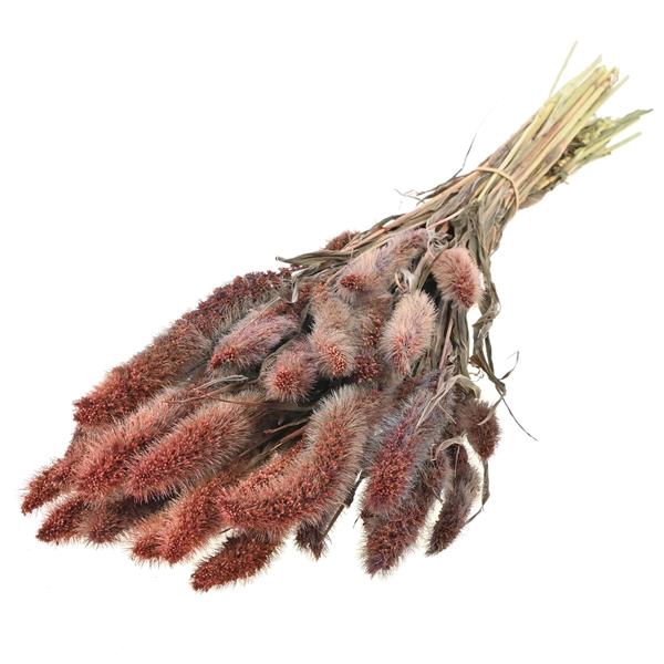 <h4>Setarea Hazelnut Brown</h4>