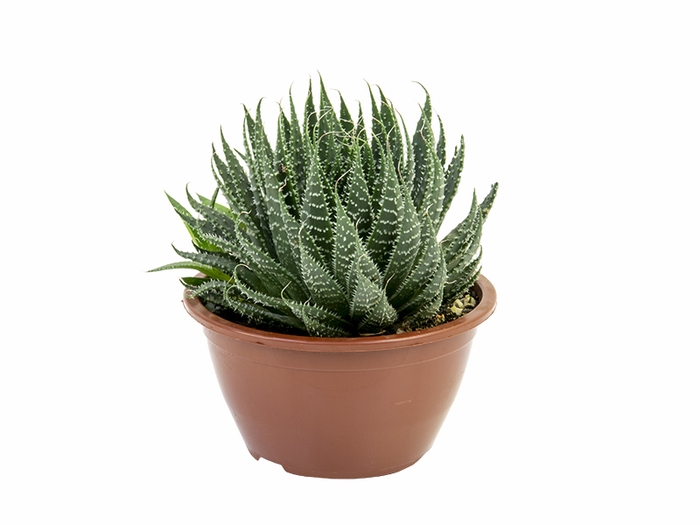 <h4>ALOE ARISTATA C13</h4>