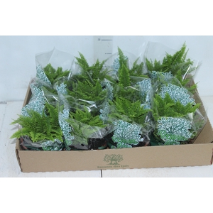 SAMAMBAIA HAVAIANA MINI C13