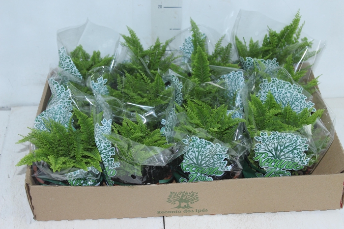 <h4>SAMAMBAIA HAVAIANA MINI C13</h4>