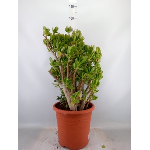 Crassula ovata