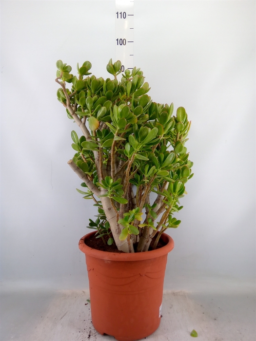 <h4>Crassula ovata</h4>