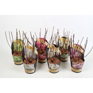 Hydrangea paniculata Mix 17 cm in potcover Classic