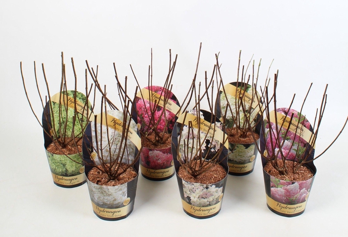 <h4>Hydrangea paniculata Mix 17 cm in potcover Classic</h4>