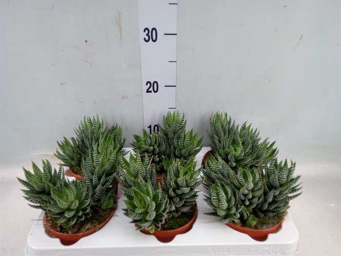 <h4>Haworthia   ...</h4>