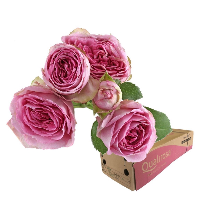 <h4>R Tr Lavender lace -in box</h4>