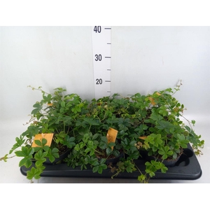 Parthenocissus inserta