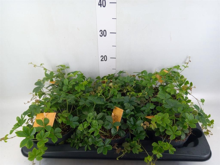 <h4>Parthenocissus inserta</h4>