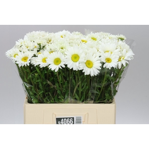 Leucanthemum Vulg Rhine View