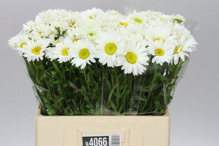 <h4>Leucanthemum Vulg Rhine View</h4>