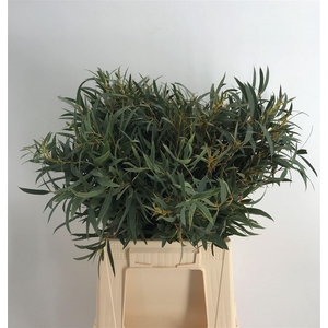 EUCA DOMENICHINA C 150