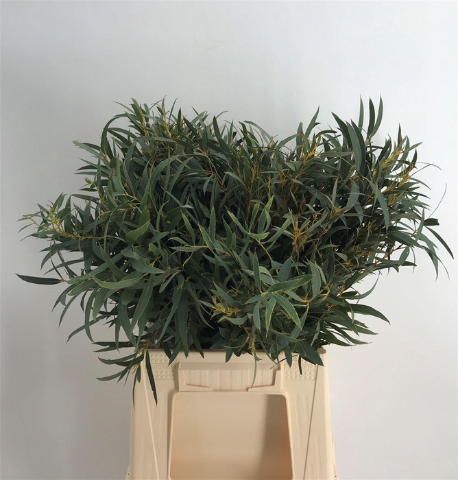 <h4>EUCA DOMENICHINA C 150</h4>