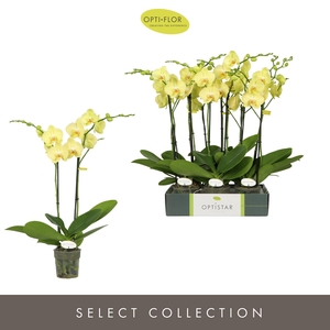 Optistar Ferrara 2 spike