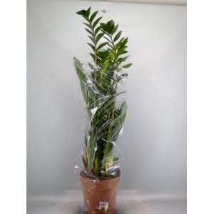 Zamioculcas zamiifolia