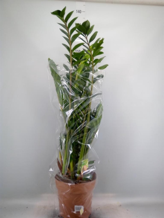 <h4>Zamioculcas zamiifolia</h4>