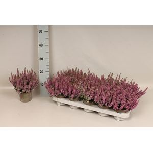 Calluna vulgaris Beauty Lady® Rose