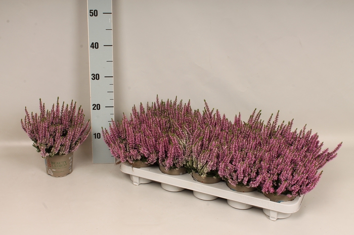 Calluna vulgaris Beauty Lady® Rose