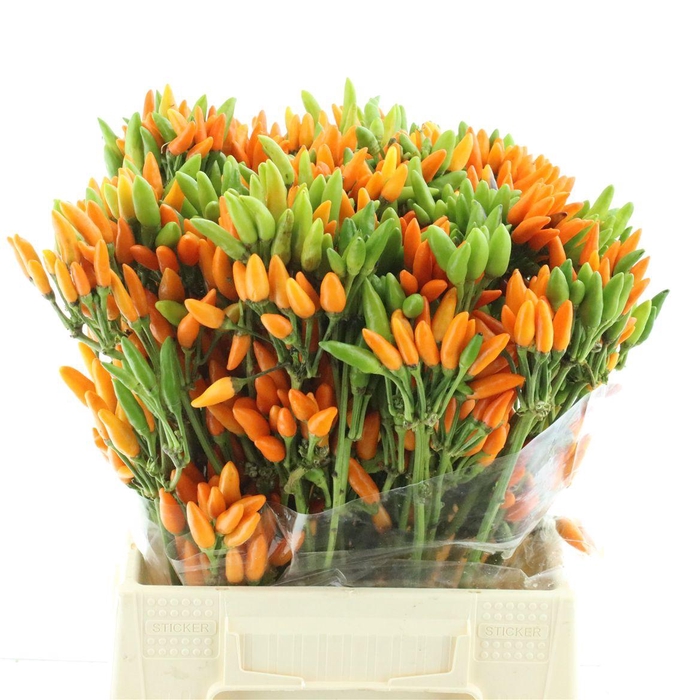 <h4>Cap Orange Fire</h4>