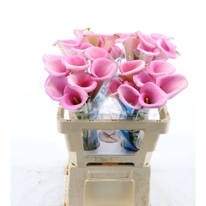 Calla Violetta