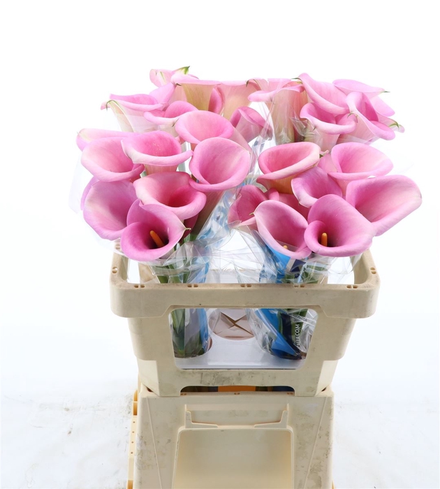 <h4>Calla Violetta</h4>