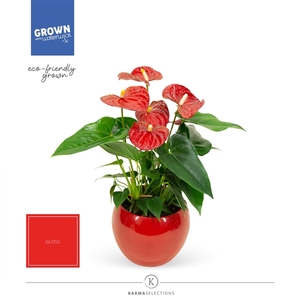 Anthurium - KARMA Red | Lisa Red