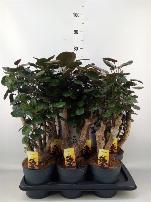 <h4>Polyscias scutellaria 'Fabian'</h4>