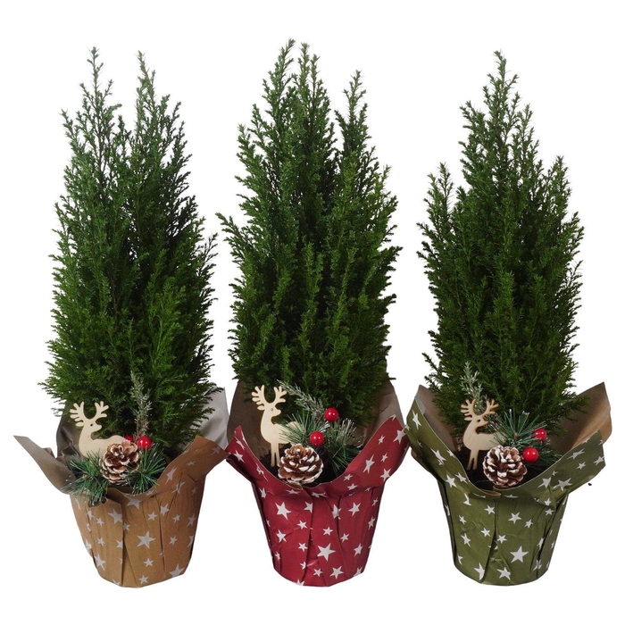 <h4>PTK25206 Ellwoodii in papieren potcover mix met decoratie</h4>