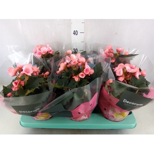 Begonia elat. DU 'Move2Joy Pink'