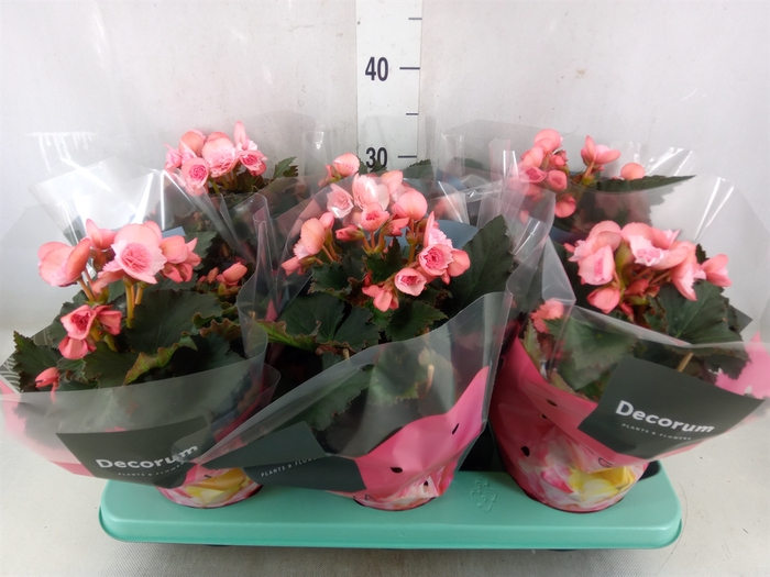 <h4>Begonia elat. DU 'Move2Joy Pink'</h4>