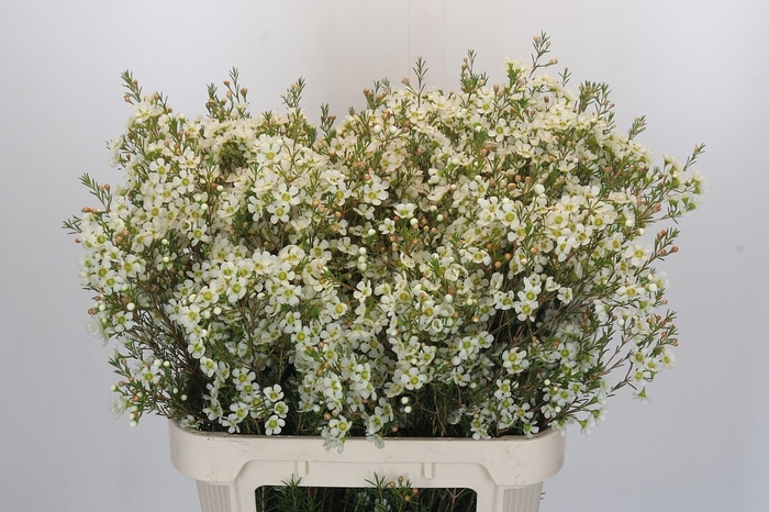 <h4>CHAME IVORY PEARL</h4>