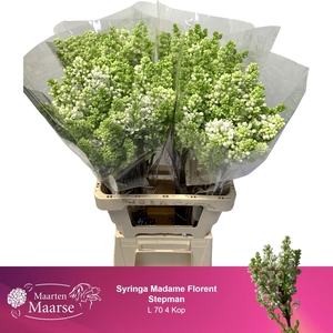 SYR V MME FL STEPMAN