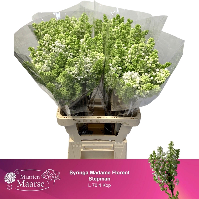 <h4>SYR V MME FL STEPMAN</h4>