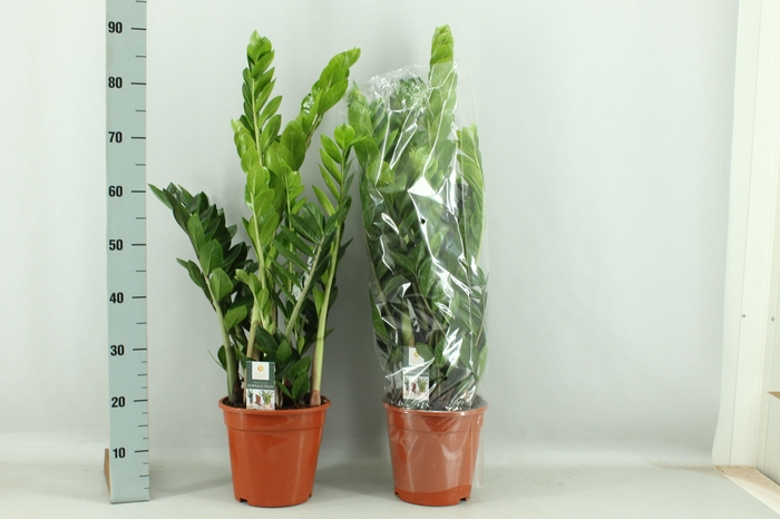 Zamio Zamiifolia