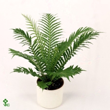 BLECHNUM SILVER LADY