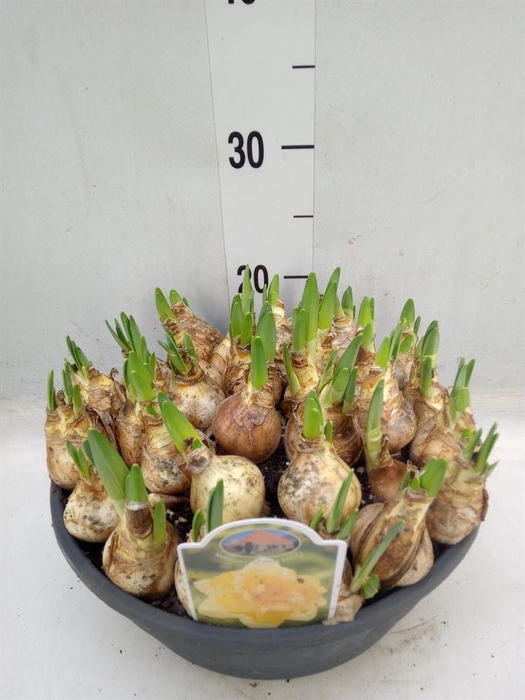 <h4>Narcissus ...</h4>