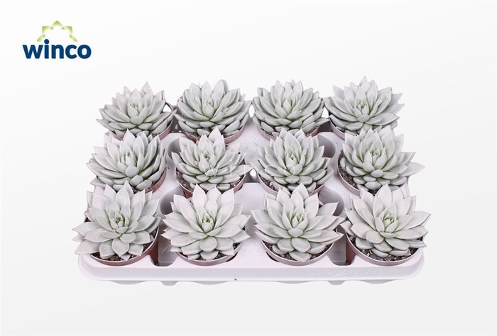 Echeveria Agavoides Paint White