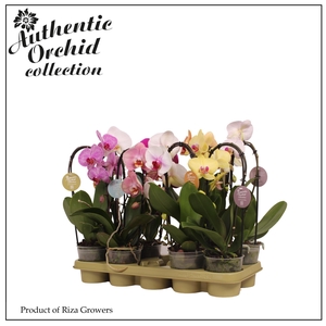 Phalaenopsis Flow Mix 1 spike - 12cm | Authentic