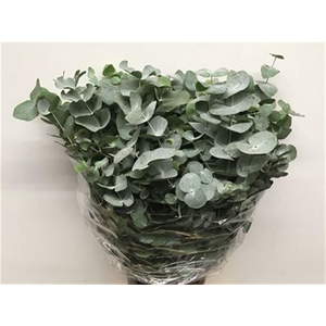 Euca Cinerea Long 350grams