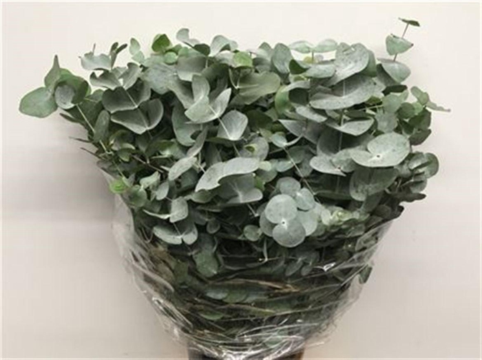 <h4>Euca Cinerea Long 400grams</h4>