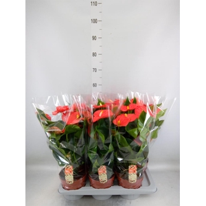 Anthurium andr. 'Florida'