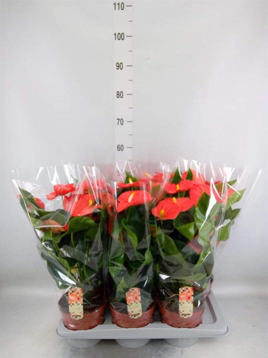 <h4>Anthurium andr. 'Florida'</h4>