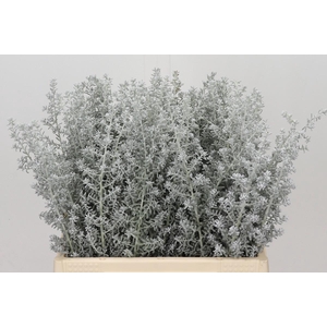 Kochia (Maireana Sedifolia)